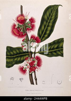 Pomme rose (Syzygium jambos (L.)Alston): Branche fleurie avec feuilles et sections numérotées de fleurs.Chromolithographe de P. Depannemaeker, vers 1885, d'après B. Hoola van Nooten. Banque D'Images