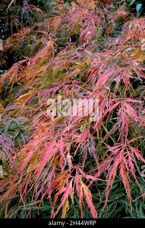 Acer palmatum dissectum «Atropurpuremum» Japanese cutleaf Maple Atropurpueum – feuilles lacéliformes jaune, orange, rouge, vert et bordeaux, octobre, Royaume-Uni Banque D'Images