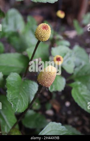 Acmella oleracea Para cresson – fleurs coniques apetalles aux surfaces jaune et rouge denses, feuilles brillantes vert foncé, octobre, Angleterre, Banque D'Images