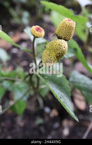 Acmella oleracea Para cresson – fleurs coniques apetalles aux surfaces jaune et rouge denses, feuilles brillantes vert foncé, octobre, Angleterre, Banque D'Images