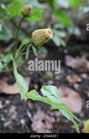 Acmella oleracea Para cresson – fleurs coniques apetalles aux surfaces jaune et rouge denses, feuilles brillantes vert foncé, octobre, Angleterre, Banque D'Images