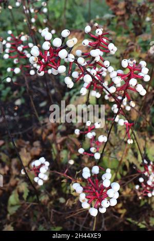 Actaea pachypoda ‘Bleu Misty’ baneberry blanc bleu Misty – racames verticales de baies blanches sur tiges rouges brillantes, feuilles jaunes vert clair, octobre, Banque D'Images