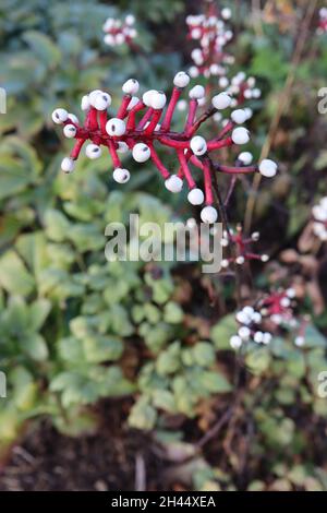 Actaea pachypoda ‘Bleu Misty’ baneberry blanc bleu Misty – racames verticales de baies blanches sur tiges rouges brillantes, feuilles jaunes vert clair, octobre, Banque D'Images