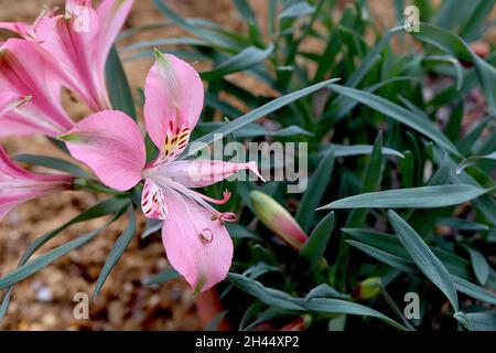 Alstroemeria hookeri nain Lily péruvienne - fleurs en forme d'entonnoir rose moyen avec halo blanc, taches jaunes et mouchetures brunes sur des tiges très courtes, Royaume-Uni Banque D'Images