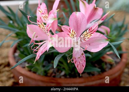 Alstroemeria hookeri nain Lily péruvienne - fleurs en forme d'entonnoir rose moyen avec halo blanc, taches jaunes et mouchetures brunes sur des tiges très courtes, Royaume-Uni Banque D'Images