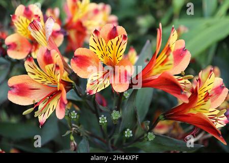 Alstroemeria ‘été indien’ nénuphar péruvien été indien – fleurs orange en forme d’entonnoir avec lavage jaune, rayures roses profondes et mouchetures brunes, octobre Banque D'Images