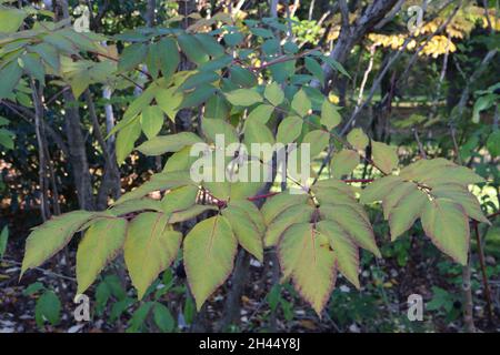 Aralia elata angelica – grandes feuilles bipennées avec feuillage jaune et vert moyen, octobre, Angleterre, Royaume-Uni Banque D'Images