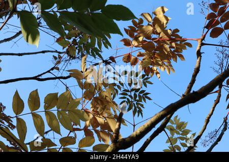 Aralia elata angelica – grandes feuilles bipennées avec feuillage jaune et vert moyen, octobre, Angleterre, Royaume-Uni Banque D'Images