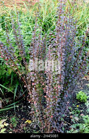 Berberis thunbergii F. atropurpurea Helmond Pillar Barberry japonaise Helmond Pillar – petite ovée de feuilles pourpres foncé sur tiges rouges verticales, octobre, Royaume-Uni Banque D'Images