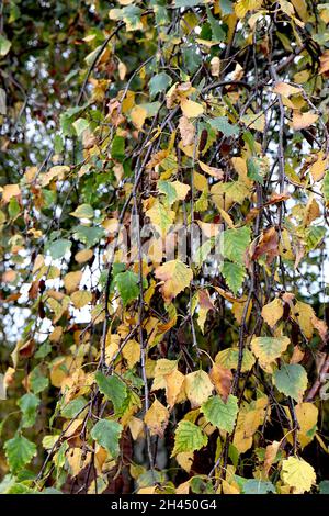 Betula pendula ‘Tristis’ bouleau argenté tranchantant Tristis – feuilles marbrées jaunes et vertes sur branches pendantes marron foncé, octobre, Angleterre, Royaume-Uni Banque D'Images