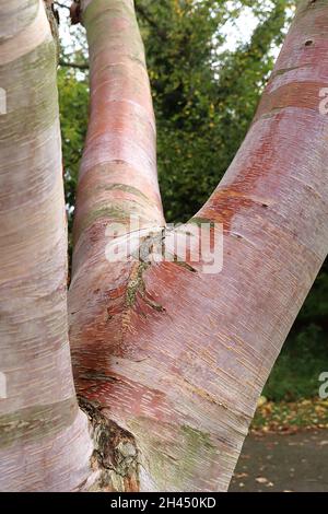 Betula utilis subsp albosinensis bouleau rouge chinois Panda rouge – écorce de cuivre écaillée, octobre, Angleterre, Royaume-Uni Banque D'Images