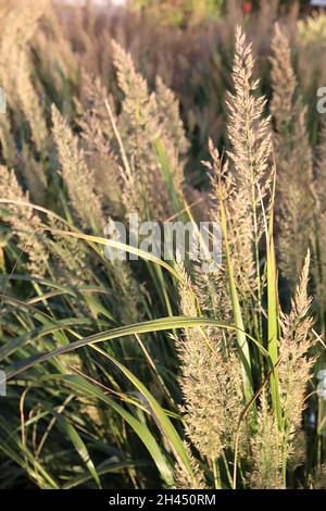 Calamagrostis brachytricha Coréen plume roseau herbe - herbe ornementale de buff plumes Plumes avec des franges pourpres, de grandes feuilles vertes grises, octobre, Banque D'Images