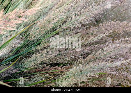 Calamagrostis brachytricha Coréen plume roseau herbe - herbe ornementale de buff plumes Plumes avec des franges pourpres, de grandes feuilles vertes grises, octobre, Banque D'Images