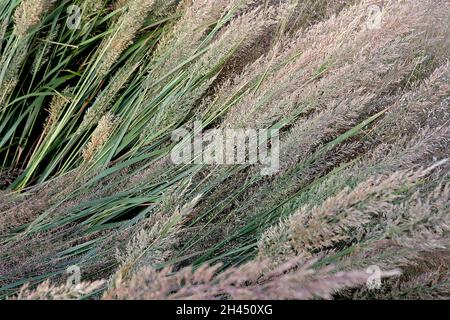 Calamagrostis brachytricha Coréen plume roseau herbe - herbe ornementale de buff plumes Plumes avec des franges pourpres, de grandes feuilles vertes grises, octobre, Banque D'Images