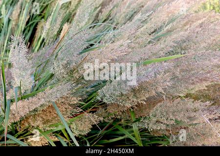 Calamagrostis brachytricha Coréen plume roseau herbe - herbe ornementale de buff plumes Plumes avec des franges pourpres, de grandes feuilles vertes grises, octobre, Banque D'Images