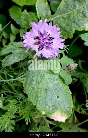 Centaurea cyanus ‘mauve ball’ cornflower Mauve ball – tourbillons de fleurs blanchâles de mauve et d’étamines de violet foncé, octobre, Angleterre, Royaume-Uni Banque D'Images