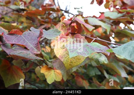 Cersis canadensis «Forest Pansy» Forêt de Rougnier de l'est Pansy – riches feuilles rouges, vertes, jaunes et rouges brillantes et mates violet, octobre, Angleterre, Royaume-Uni Banque D'Images