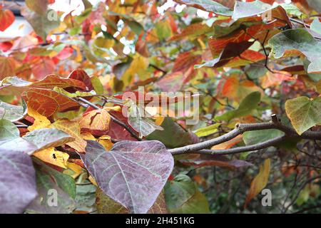 Cersis canadensis «Forest Pansy» Forêt de Rougnier de l'est Pansy – riches feuilles rouges, vertes, jaunes et rouges brillantes et mates violet, octobre, Angleterre, Royaume-Uni Banque D'Images