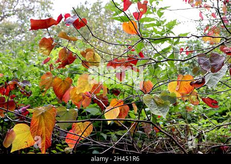 Cersis canadensis «Forest Pansy» Forêt de Rougnier de l'est Pansy – riches feuilles rouges, vertes, jaunes et rouges brillantes et mates violet, octobre, Angleterre, Royaume-Uni Banque D'Images