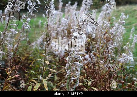 Chamaenerion angustifolium rosebay willowherb / pompier – graines soyeuses et boucles sur les tiges hautes, octobre, Angleterre, Royaume-Uni Banque D'Images