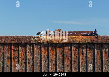 mouette sur un mur de quai rouillé, Düne, île d'Heligoland, Schleswig-Holstein, Allemagne Banque D'Images