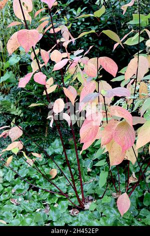 Cornus alba ‘Kesselringii’ cornouiller blanc Kesselringii – retournement de feuilles jaunes rouges sur des tiges noires verticales, octobre, Angleterre, Royaume-Uni Banque D'Images