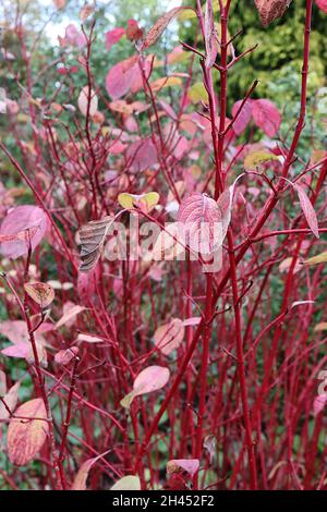 Cornouiller à barbelé rouge Cornus alba ‘Sibirica’ – feuilles d’ovat rouge et vert vif sur tiges rouges cramoisi, octobre, Angleterre, Royaume-Uni Banque D'Images