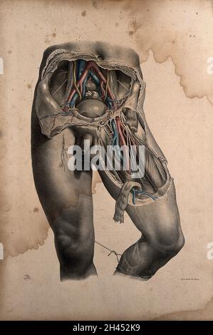 Dissection de l'abdomen et de la cuisse d'un homme debout, montrant les principaux vaisseaux sanguins.Lithographie colorée par J. Maclise, 1851. Banque D'Images