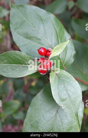 Cornus canadensis nain cornel – petits amas de baies ovoïdes rondes brillantes et de feuilles vertes foncées ovées pointues, octobre, Angleterre, Royaume-Uni Banque D'Images