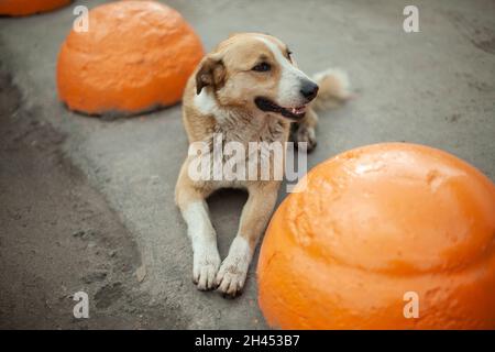 Chien sans abri dans la rue.L'animal repose sur l'asphalte.L'animal est jeté dans la rue.Un chien sans propriétaire. Banque D'Images