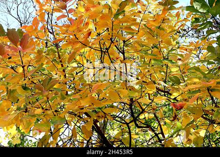 Arbre de fumée de Cotinus coggygria « Golden Spirit » Golden Spirit - feuilles mouchetées jaunes mi-vertes, octobre, Angleterre, Royaume-Uni Banque D'Images