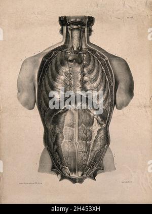 Thorax et abdomen : dissection superficielle.Lithographie par N.H Jacob, 1831/1854(?). Banque D'Images