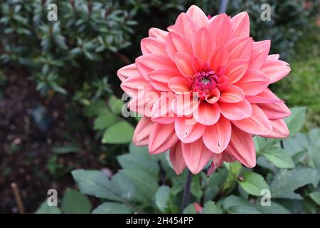 Dahlia 'American Dawn' Decorative Dahlia Group 5 fleurs de pêche rose moyen avec pétales incurvés, octobre, Angleterre, Royaume-Uni Banque D'Images