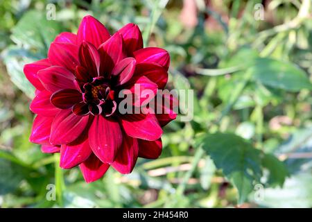 Dahlia 'Arabian Night' Décorative Dahlia Group 5 fleurs rouges sombres avec des rayures bordeaux et rose foncé, octobre, Angleterre, Royaume-Uni Banque D'Images