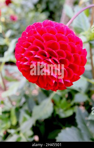 Dahlia 'Cornel' ball dahlia Group 6 fleurs rouges profondes avec dos de pétale rose foncé avec bande blanche, pétales roulés de pivot, octobre, Angleterre, Royaume-Uni Banque D'Images