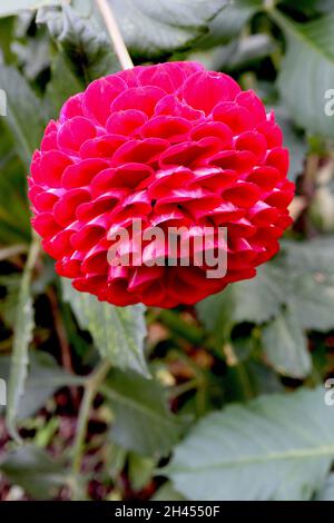 Dahlia 'Cornel' ball dahlia Group 6 fleurs rouges profondes avec dos de pétale rose foncé avec bande blanche, pétales roulés de pivot, octobre, Angleterre, Royaume-Uni Banque D'Images