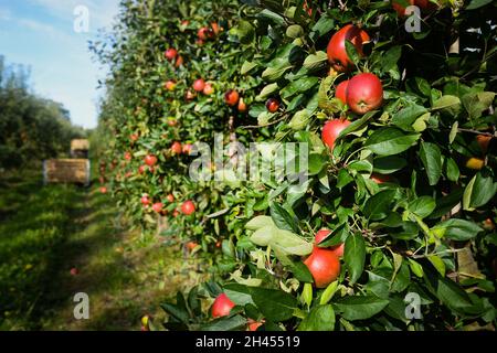 Au moment de la récolte, fermez le bouquet de pommes rouges mûres sur le pommier dans le verger Banque D'Images