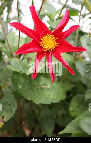 Dahlia 'Honka Red' Star dahlia Group 12 fleurs rouges en forme d'étoile avec pétales roulés, octobre, Angleterre, Royaume-Uni Banque D'Images