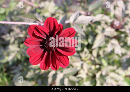 Dahlia ‘étoile de la Mexican’ fleurs dahlia Groupe 1 rouge foncé avec pétales arrondis, octobre, Angleterre, Royaume-Uni Banque D'Images