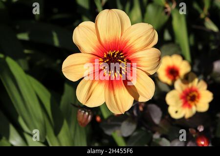 Dahlia ‘Moonfire’ fleurs jaunes du groupe 1 de dahlia à fleurs uniques avec halo rouge, feuilles de bronze violet, octobre, Angleterre, Royaume-Uni Banque D'Images