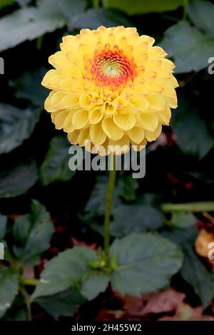 Dahlia 'Sunny Boy' ball dahlia Group 6 fleurs jaunes au centre rouge, pétales en rouleau, octobre, Angleterre, Royaume-Uni Banque D'Images