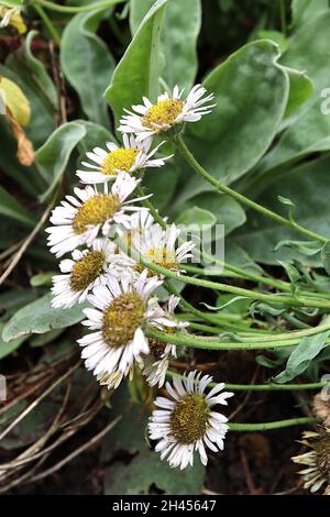 Erigeron glaucus Albus blanc aster de plage – pâquerettes blanches avec des pétales courts, feuilles épaisses en forme de langue verte grise, octobre, Angleterre, Royaume-Uni Banque D'Images