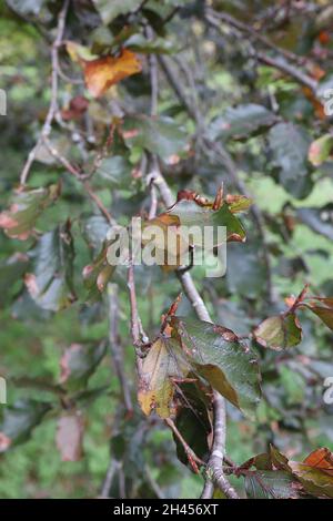 Fagus sylvatica f purpurea cuivre hêtre – vert foncé ovate de bronze feuilles brillantes, octobre, Angleterre, Royaume-Uni Banque D'Images