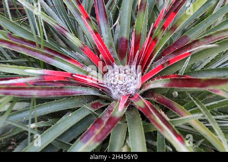 Fascicularia bicolor crimson bromeliad – rosette de fleur pourpre pâle et monticule de feuilles vertes gris raides et de feuilles de scarlet central, octobre, Royaume-Uni Banque D'Images