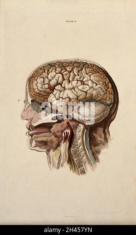 Cerveau : dissection montrant une coupe transversale à travers la tête et le cou, avec vue latérale du cerveau.Gravure de lignes de couleur par W.H.Lizars, env.1827. Banque D'Images
