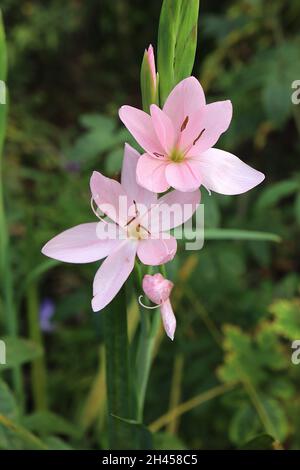 Hesperantha / Schizostylis coccinea «Jennifer» drapeau rouge Lily Jennifer – fleurs rose pâle et feuilles étroites en forme d'épée, octobre, Angleterre, Royaume-Uni Banque D'Images