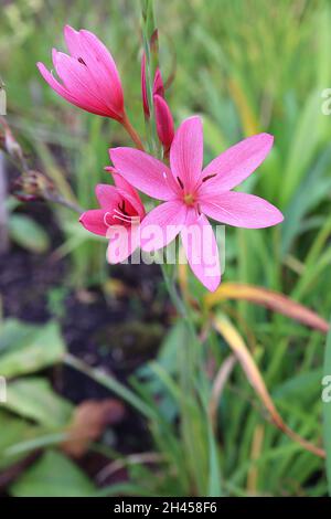 Hesperantha / Schizostylis coccinea «unrise» drapeau pourpre Lily Sunrise – fleurs roses profondes et feuilles étroites en forme d'épée, octobre, Angleterre, Royaume-Uni Banque D'Images