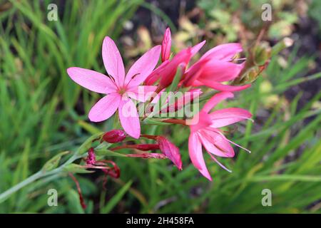 Hesperantha / Schizostylis coccinea «unrise» drapeau pourpre Lily Sunrise – fleurs roses profondes et feuilles étroites en forme d'épée, octobre, Angleterre, Royaume-Uni Banque D'Images