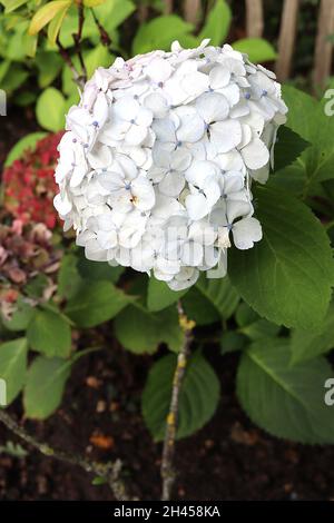 Hydrangea macrophylla ‘Madame Emile Mouillere’ Hortensia Madame Emile Mouillere – fleurs blanches denses avec bouton bleu, feuilles mi-vertes, Banque D'Images