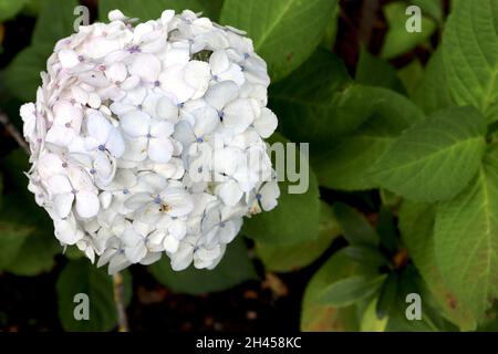 Hydrangea macrophylla ‘Madame Emile Mouillere’ Hortensia Madame Emile Mouillere – fleurs blanches denses avec bouton bleu, feuilles mi-vertes, Banque D'Images